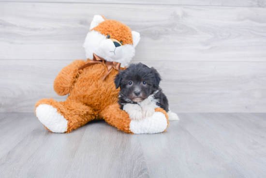 Popular Havanese Baby