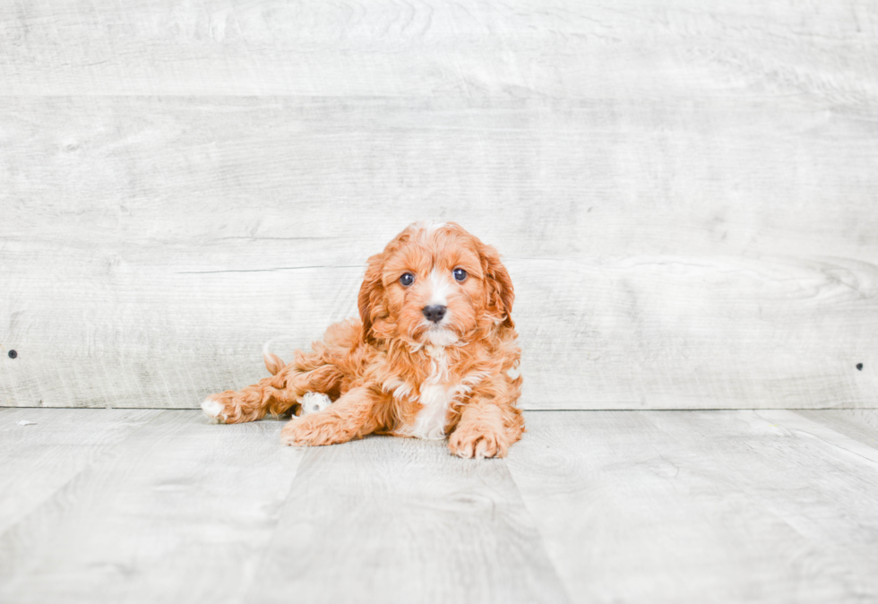 Smart Cavapoo Poodle Mix Pup