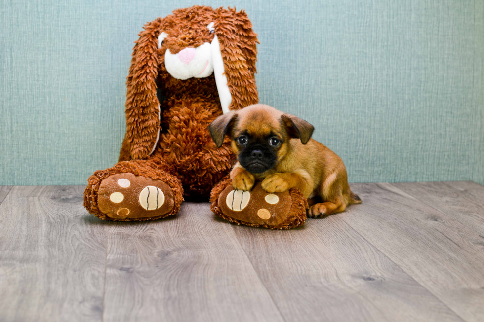 Brussels Griffon Puppy for Adoption