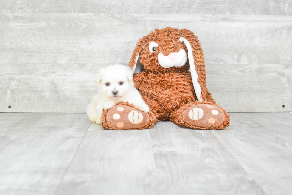 Maltipoo Puppy for Adoption