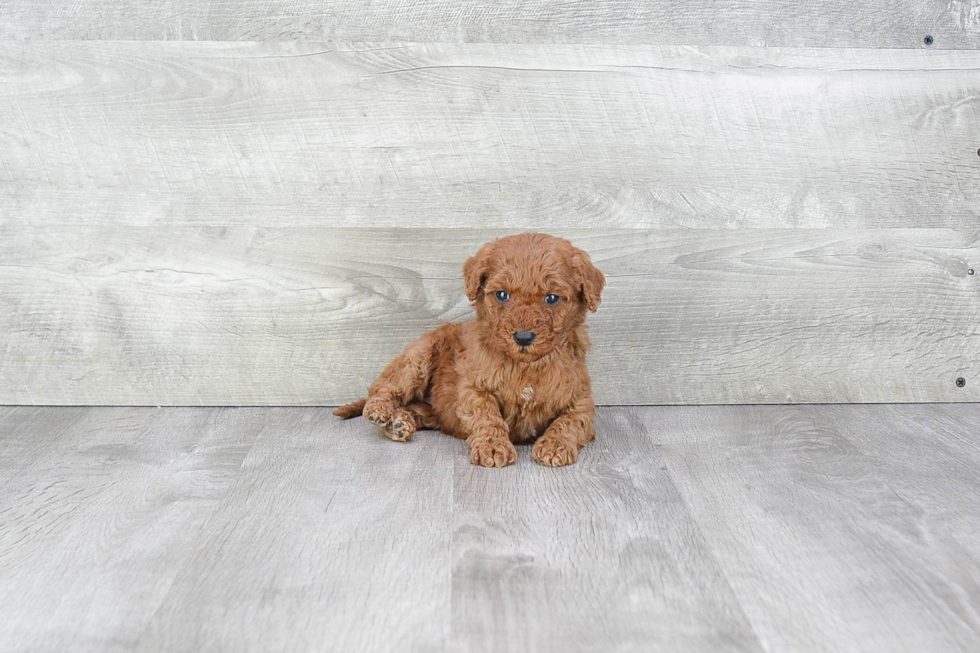 Little Golden Retriever Poodle Mix Puppy