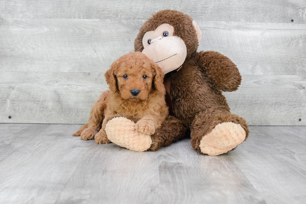 Best Mini Goldendoodle Baby