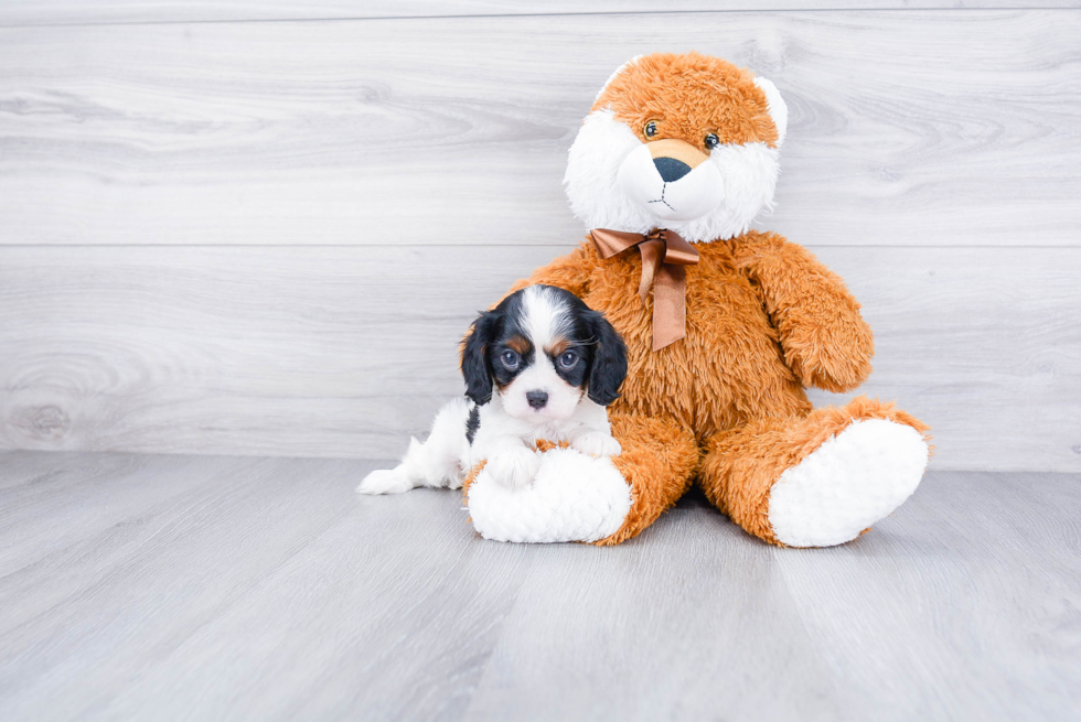 Best Cavalier King Charles Spaniel Baby