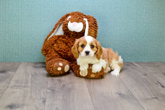 Best Cavalier King Charles Spaniel Baby