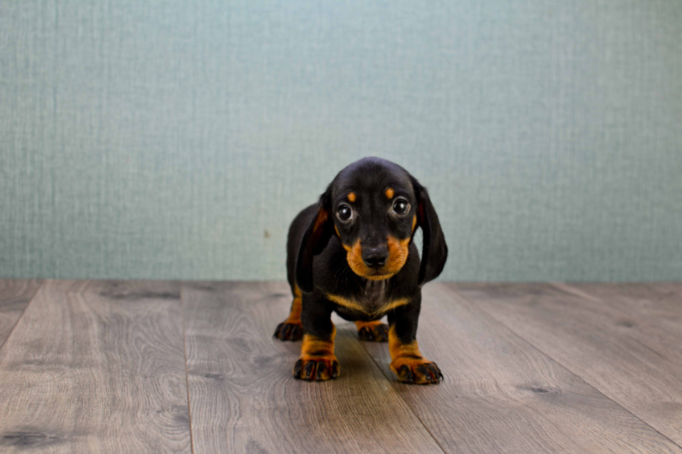 Cute Dachshund Purebred Puppy