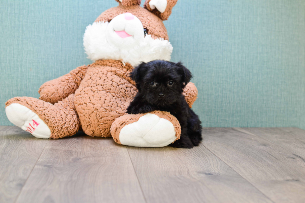 Morkie Pup Being Cute