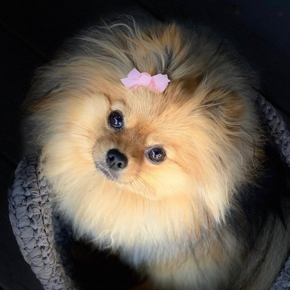 Friendly Pomeranian Purebred Pup