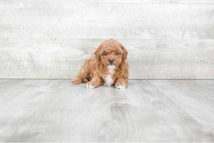 Cavapoo Pup Being Cute