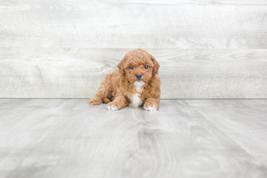 Cavapoo Pup Being Cute