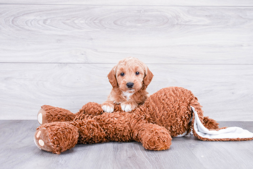 Best Mini Goldendoodle Baby