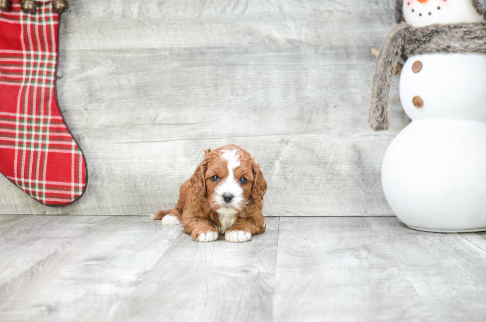 Best Cavapoo Baby