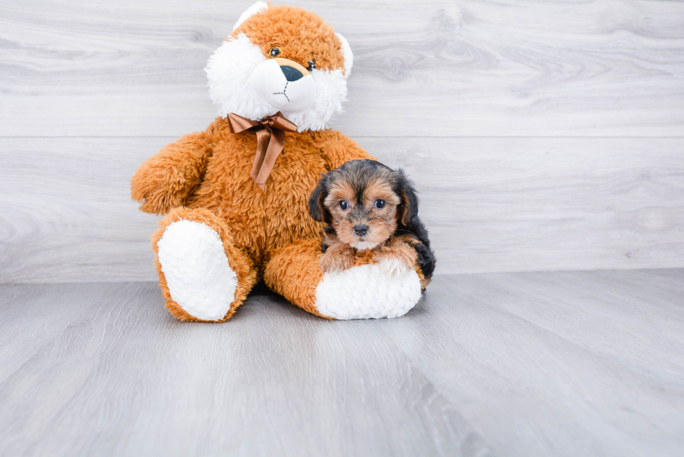 Fluffy Yorkie Poo Poodle Mix Pup