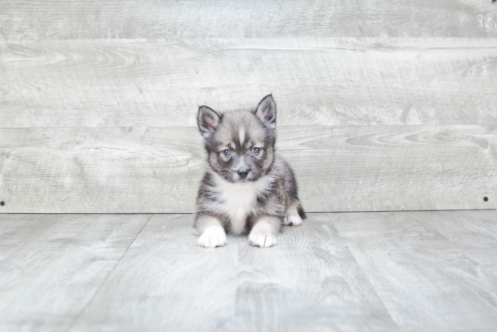 Pomsky Puppy for Adoption