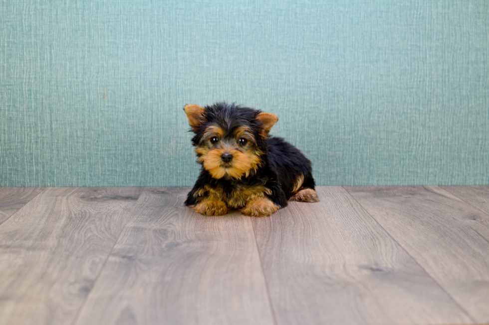 Meet Tinkerbell - our Yorkshire Terrier Puppy Photo 