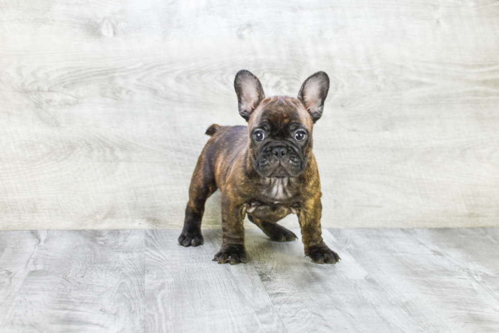 Small French Bulldog Purebred Pup