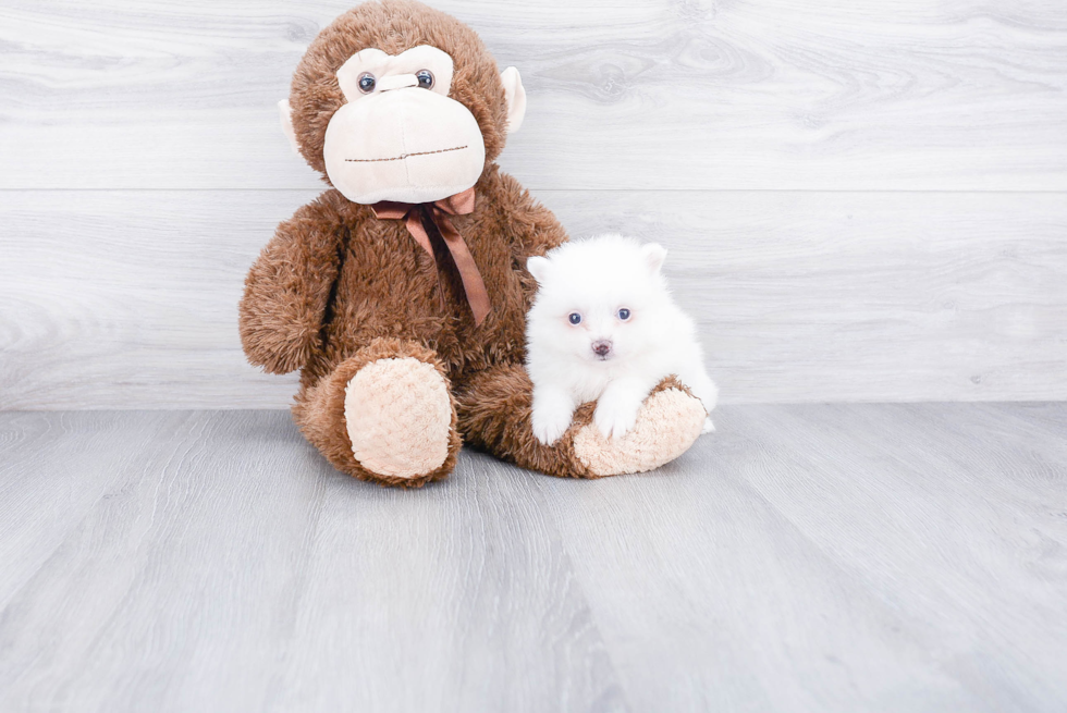 Adorable Pomeranian Purebred Puppy