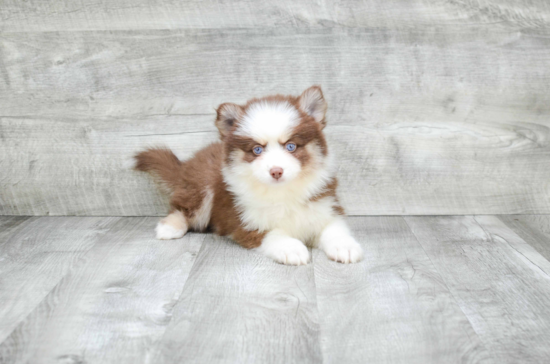 Pomsky Puppy for Adoption