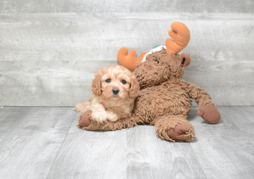 Funny Cavapoo Poodle Mix Pup