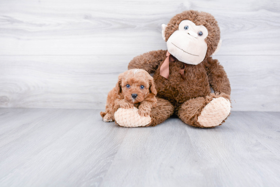 Petite Cavapoo Poodle Mix Pup