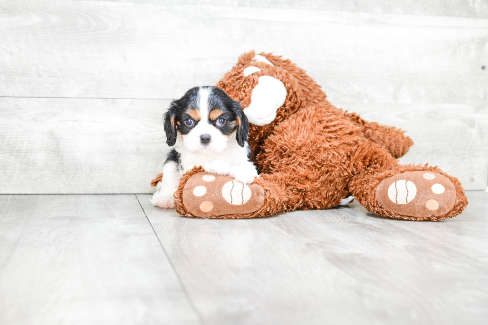 Best Cavalier King Charles Spaniel Baby