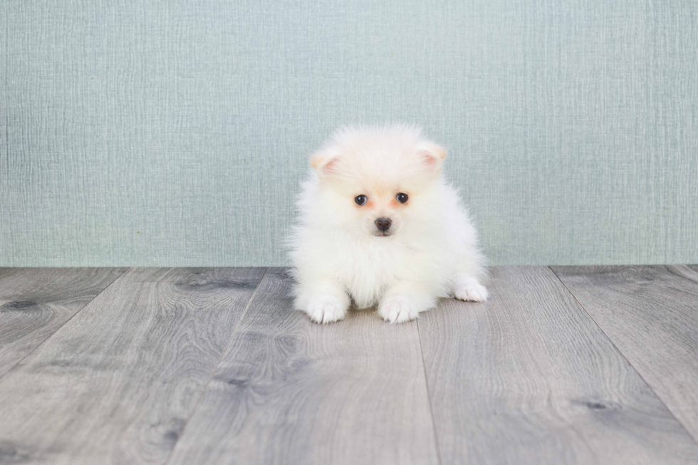 Hypoallergenic Pomeranian Baby
