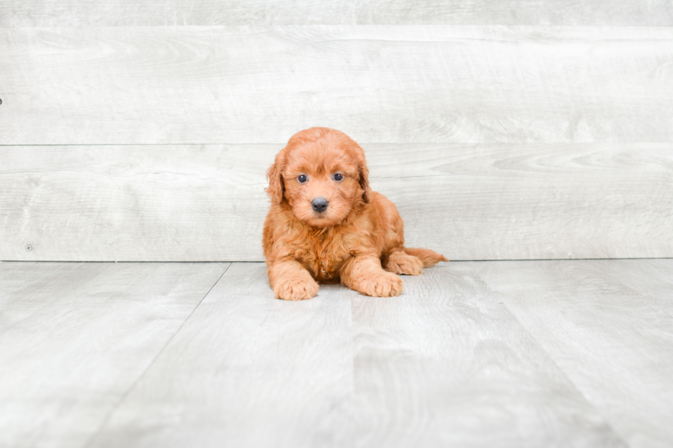 Cute Mini Goldendoodle Baby