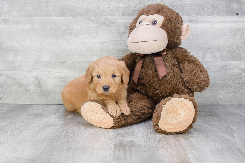 Sweet Mini Goldendoodle Baby