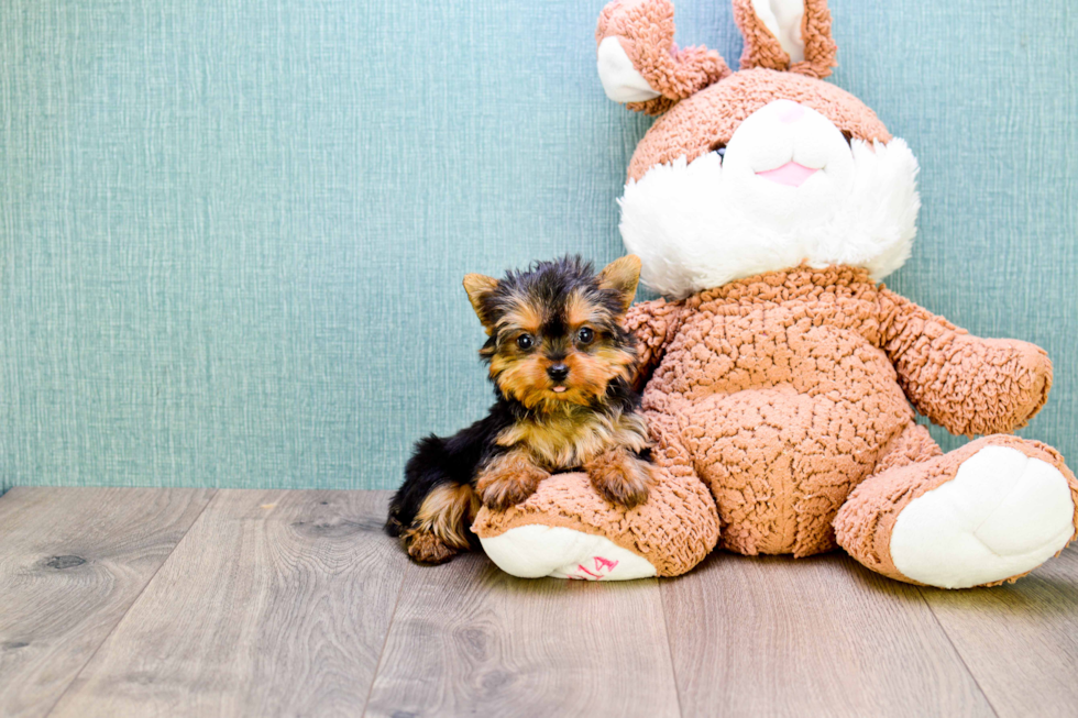 Meet Micro-Teacup-Diamond - our Yorkshire Terrier Puppy Photo 