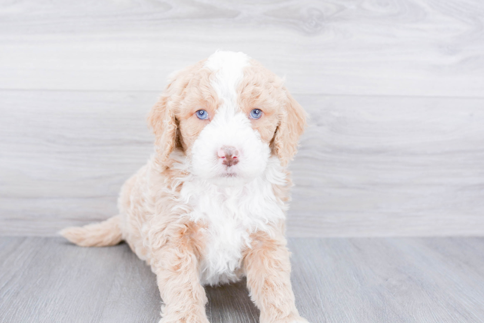 Mini Goldendoodle Puppy for Adoption