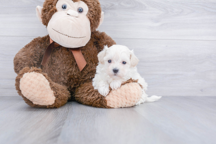 Adorable Maltepoo Poodle Mix Puppy