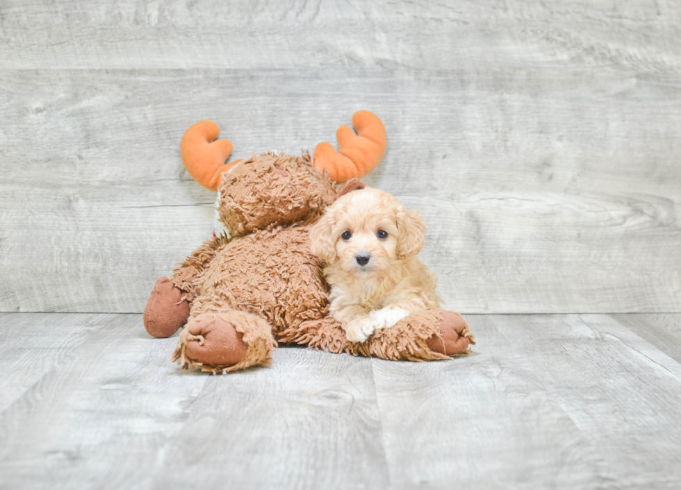 Petite Cavapoo Poodle Mix Pup