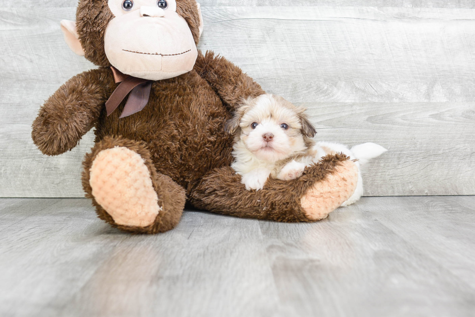 Havanese Puppy for Adoption