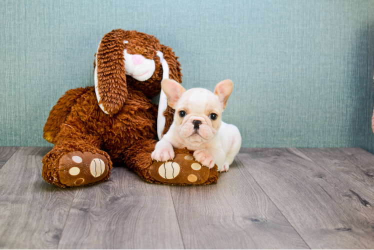 Small French Bulldog Purebred Pup