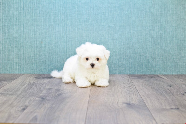 Maltese Pup Being Cute