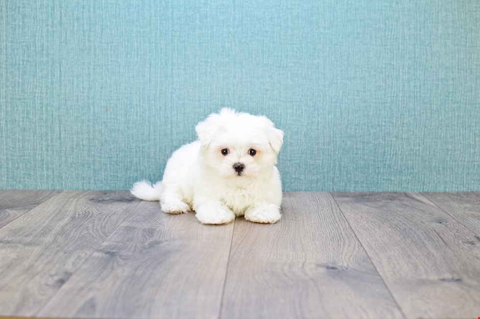 Maltese Pup Being Cute