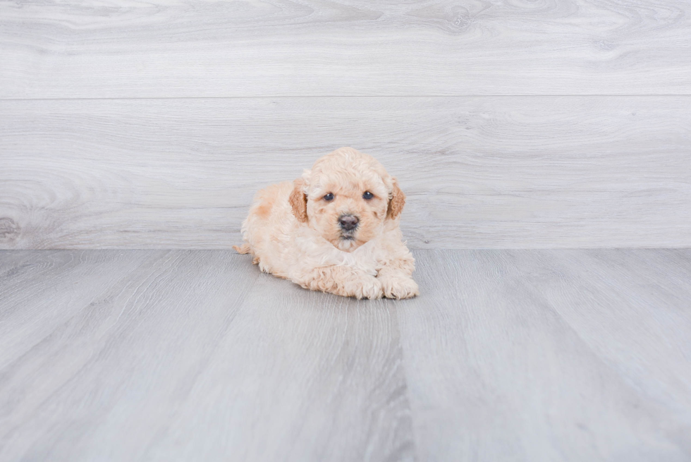 Best Mini Goldendoodle Baby