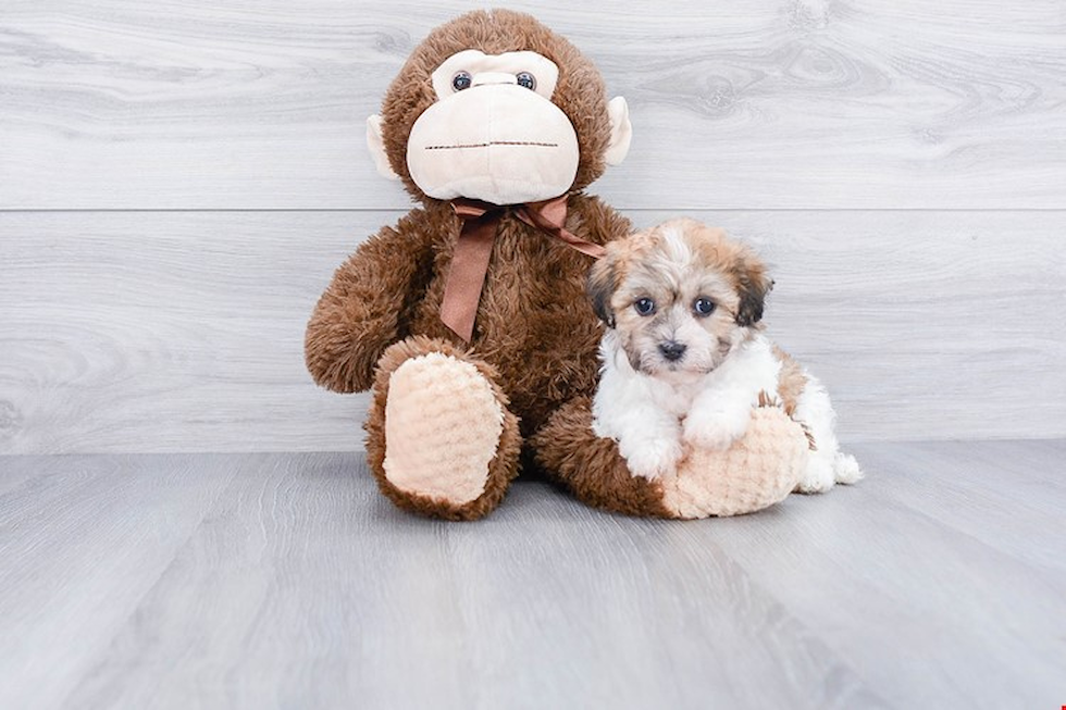 Best Teddy Bear Baby