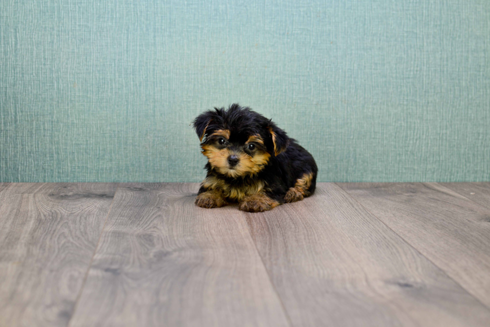 Meet Twinkle - our Yorkshire Terrier Puppy Photo 