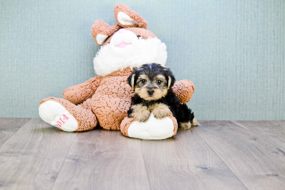 Fluffy Morkie Designer Pup