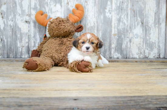 Small Teddy Bear Baby