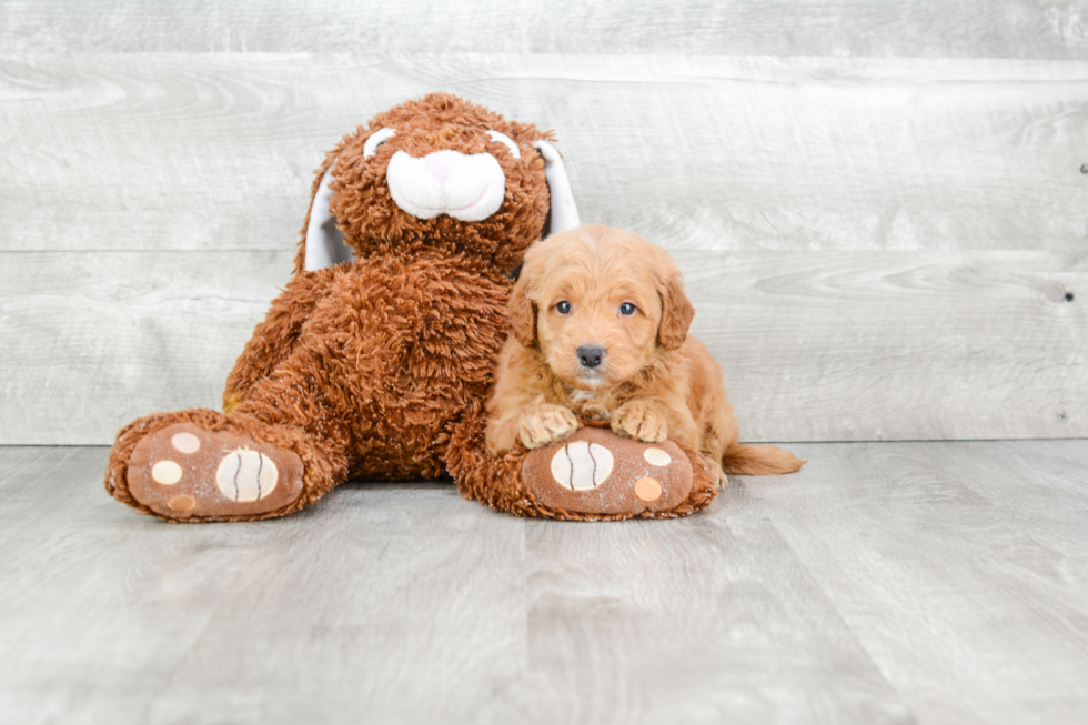 Best Mini Goldendoodle Baby