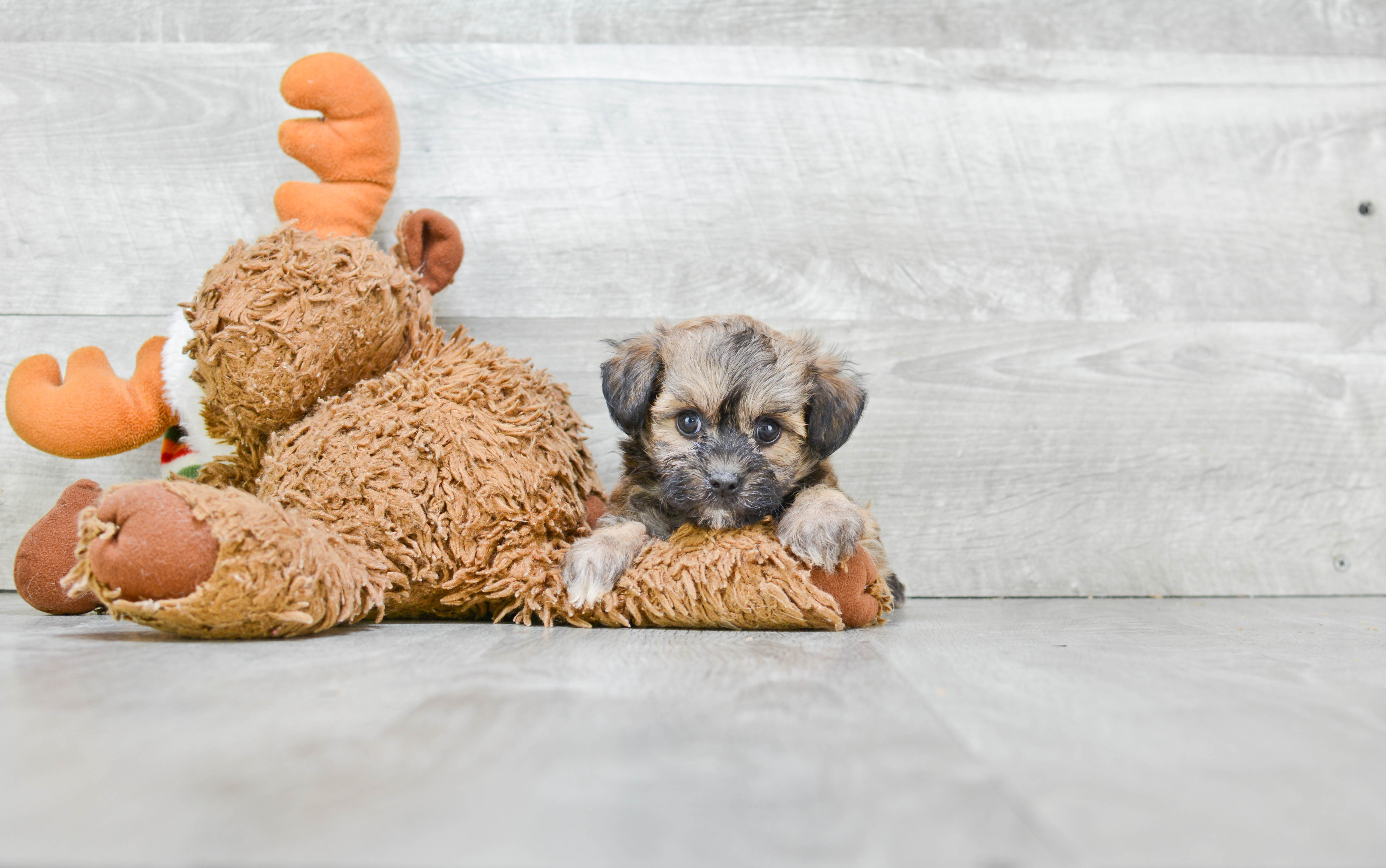 Adorable Maltepoo Poodle Mix Puppy