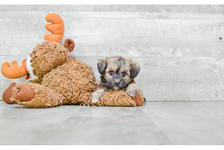 Adorable Maltepoo Poodle Mix Puppy