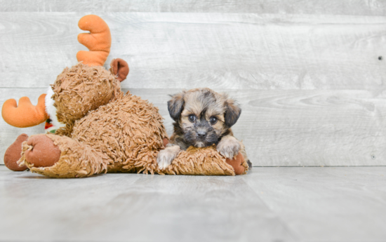 Adorable Maltepoo Poodle Mix Puppy