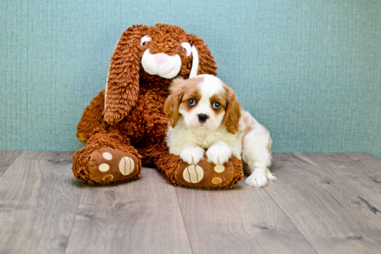 Akc Registered Cavalier King Charles Spaniel Baby