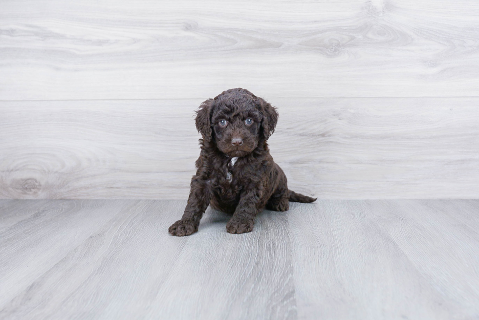 Mini Goldendoodle Puppy for Adoption