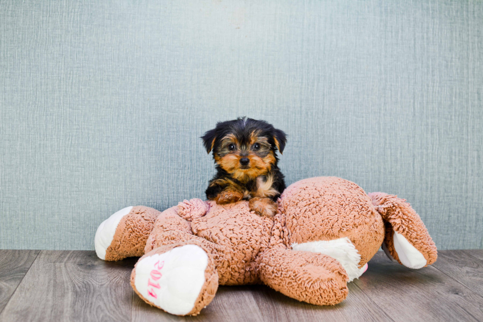 Meet Timmy - our Yorkshire Terrier Puppy Photo 