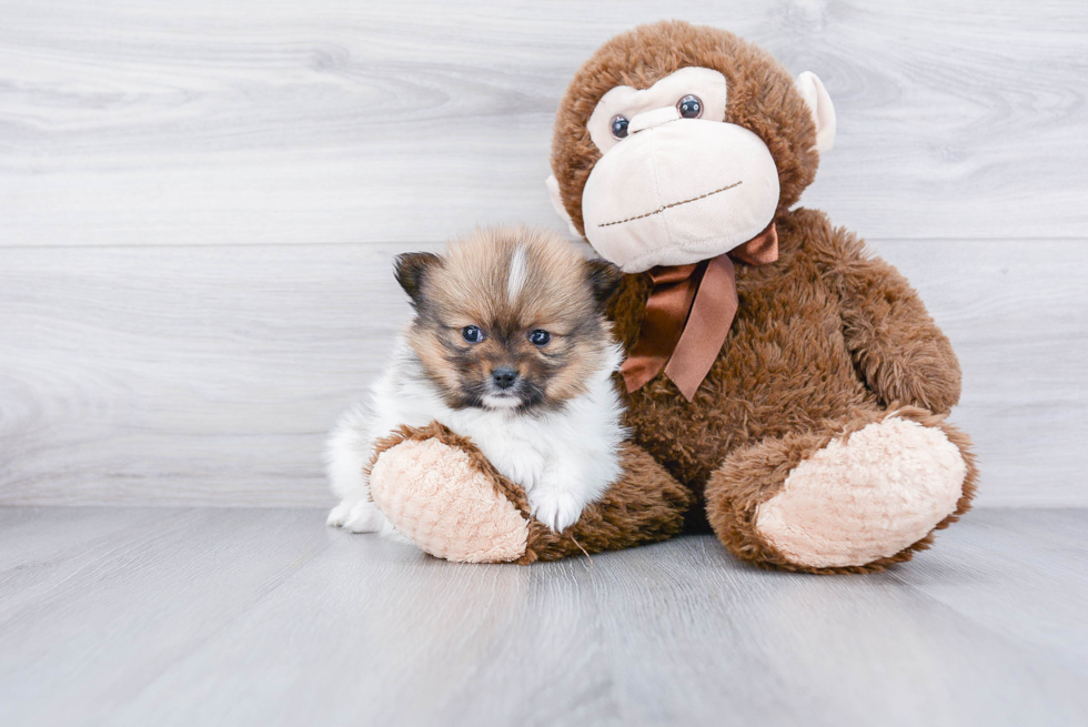 Pomeranian Puppy for Adoption