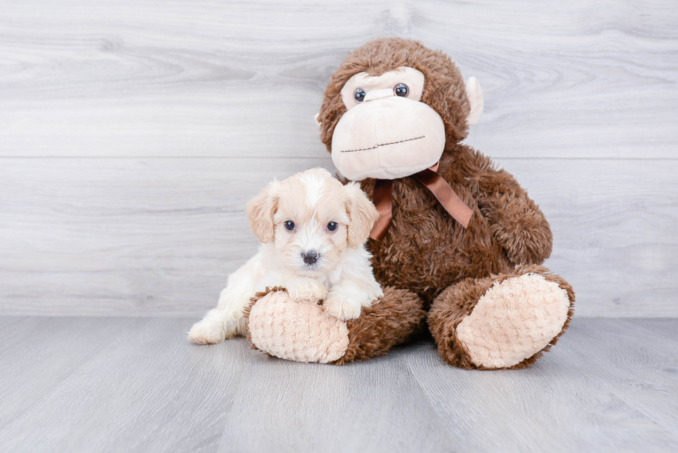 Cavachon Puppy for Adoption