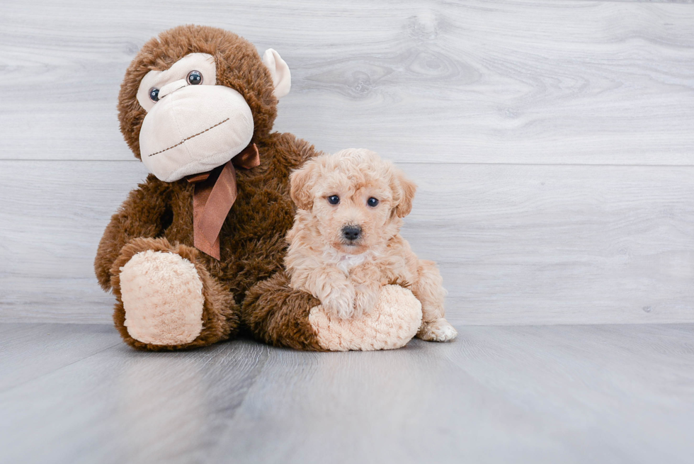 Cute Maltipoo Baby